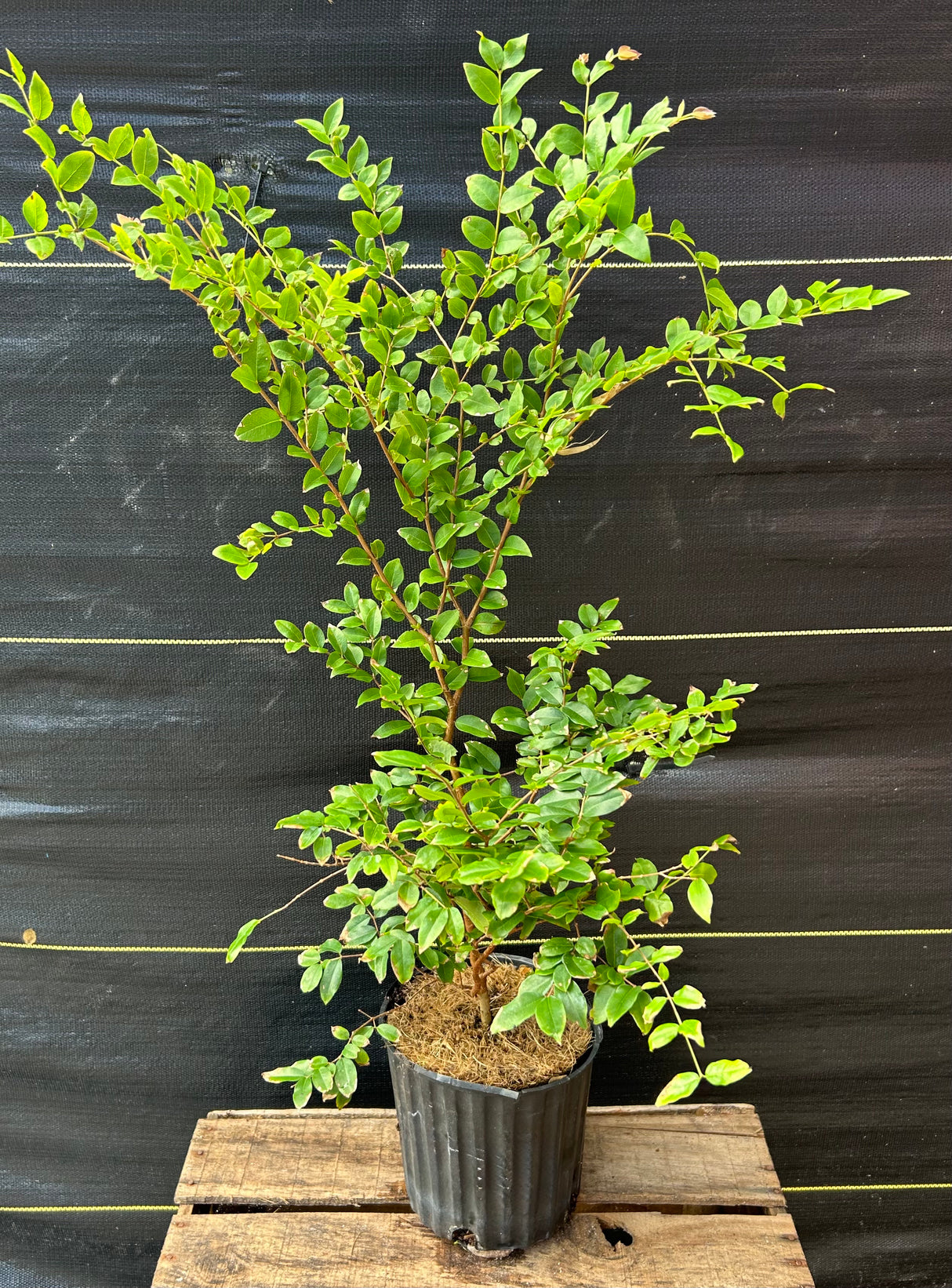 Jaboticaba Tree 'Sabara'