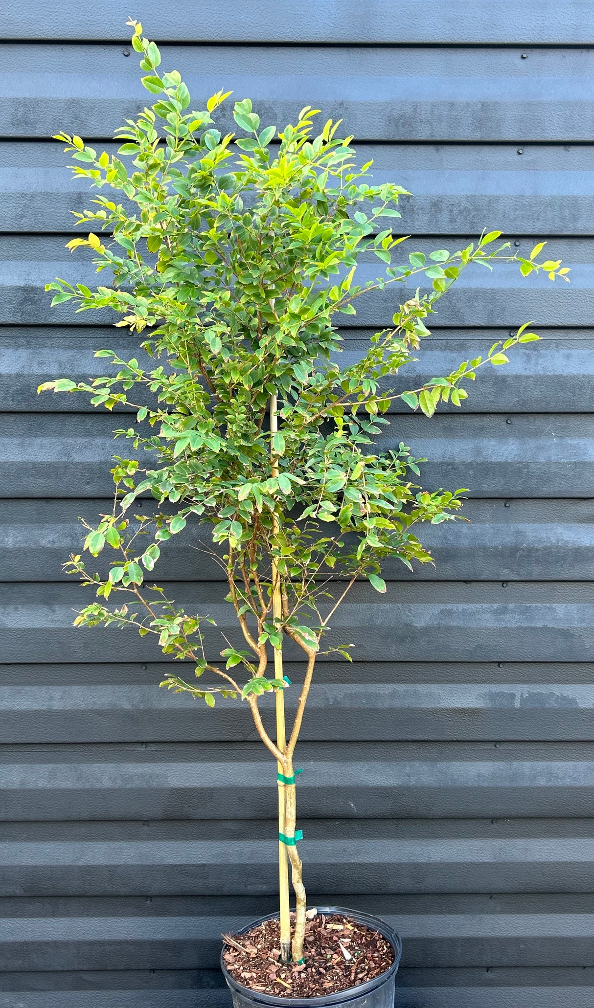 Jaboticaba Tree 'Sabara'