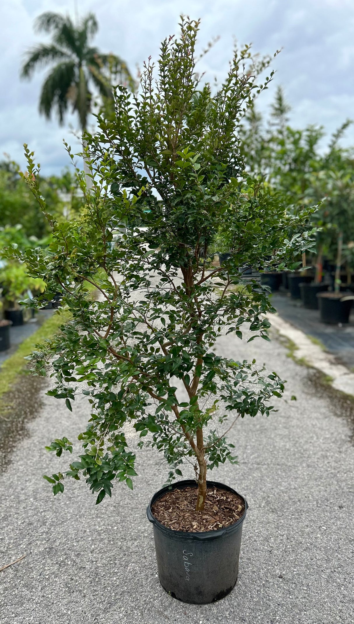 Jaboticaba Tree 'Sabara'