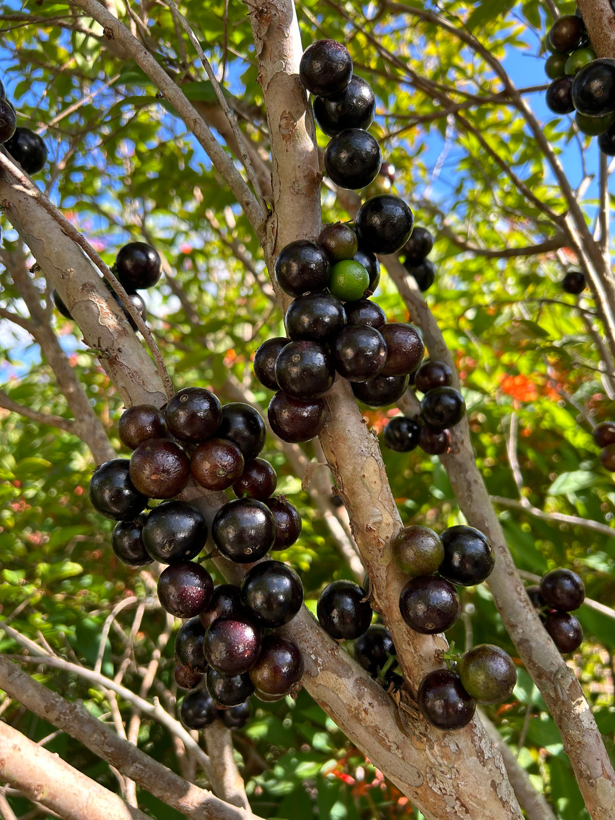 Jaboticaba Tree 'Sabara'