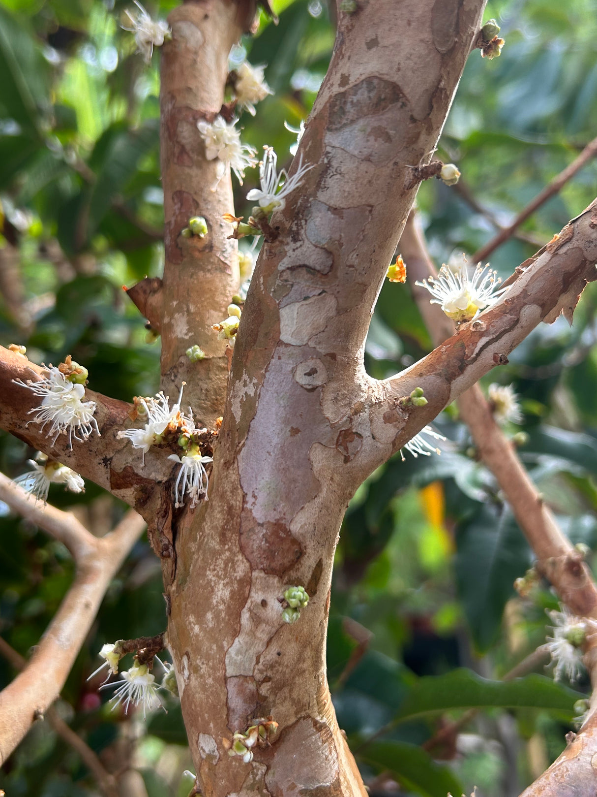Jaboticaba Tree 'Scarlet'