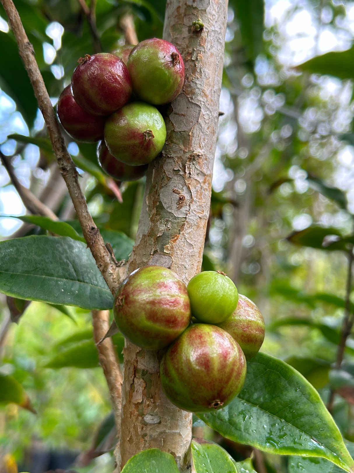 Jaboticaba Tree 'Scarlet'