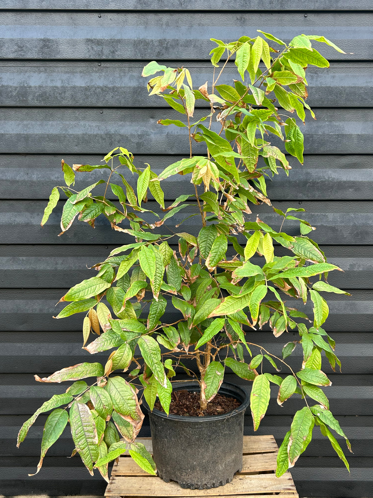 Jaboticaba Tree 'White' (Plinia aureana)