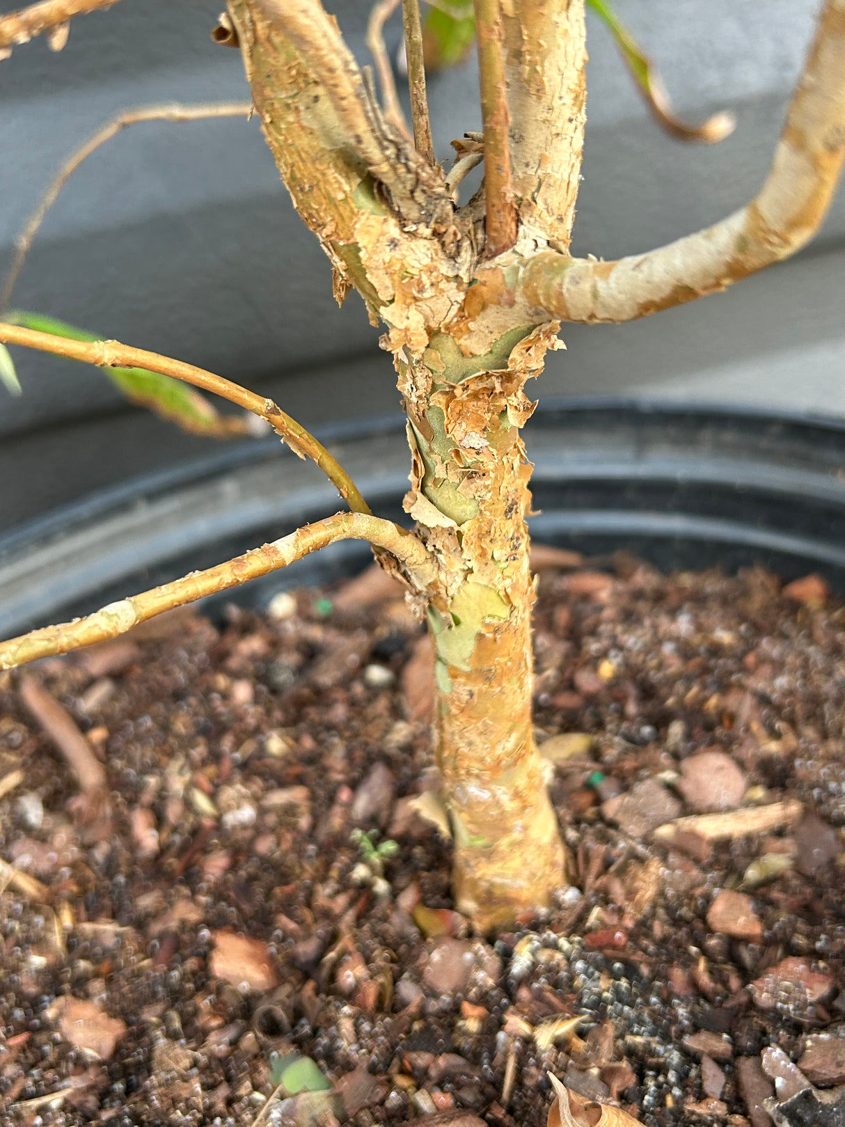 Jaboticaba Tree 'White' (Plinia aureana)