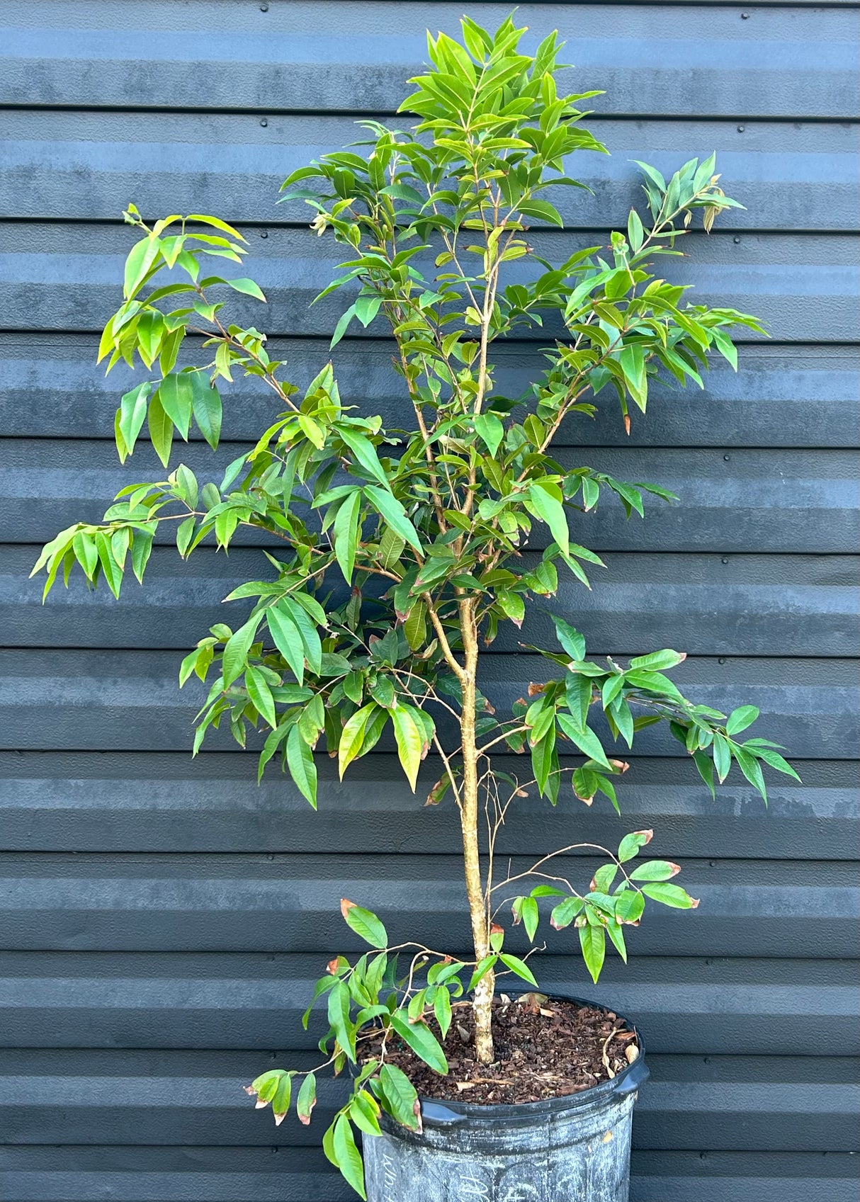 Jaboticaba Tree 'White' (Plinia phitrantha)