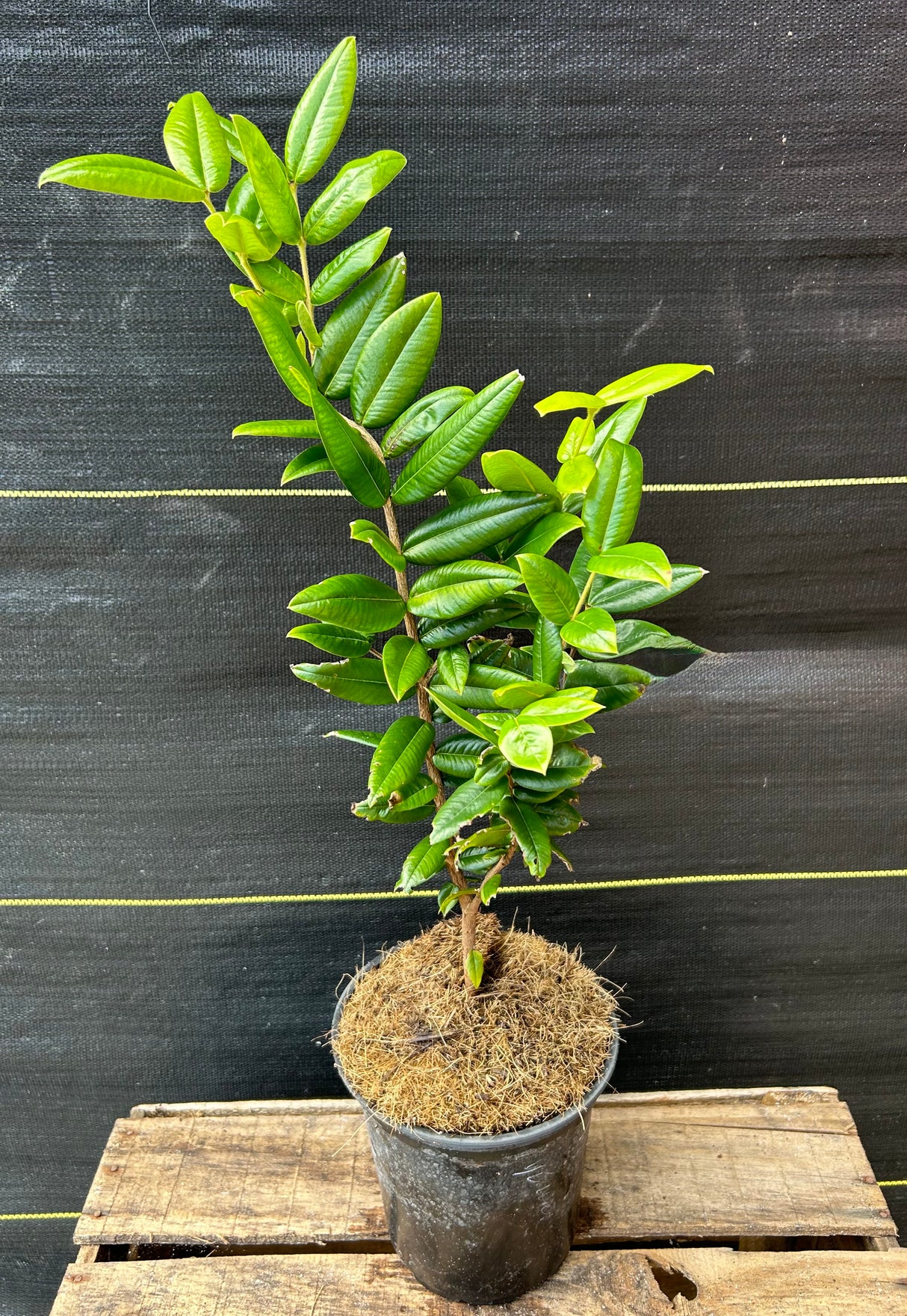 Jaboticaba Tree 'Yellow'