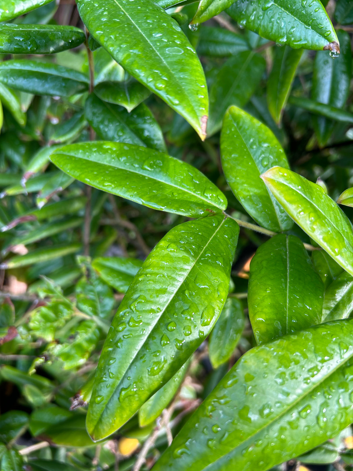 Jaboticaba Tree 'Yellow'