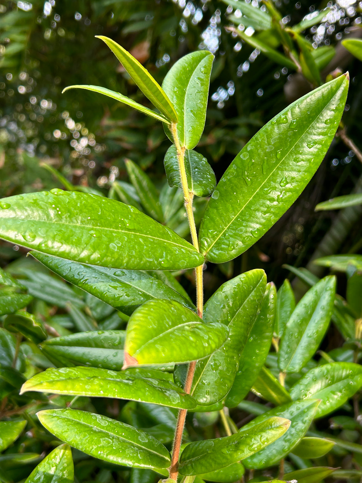 Jaboticaba Tree 'Yellow'