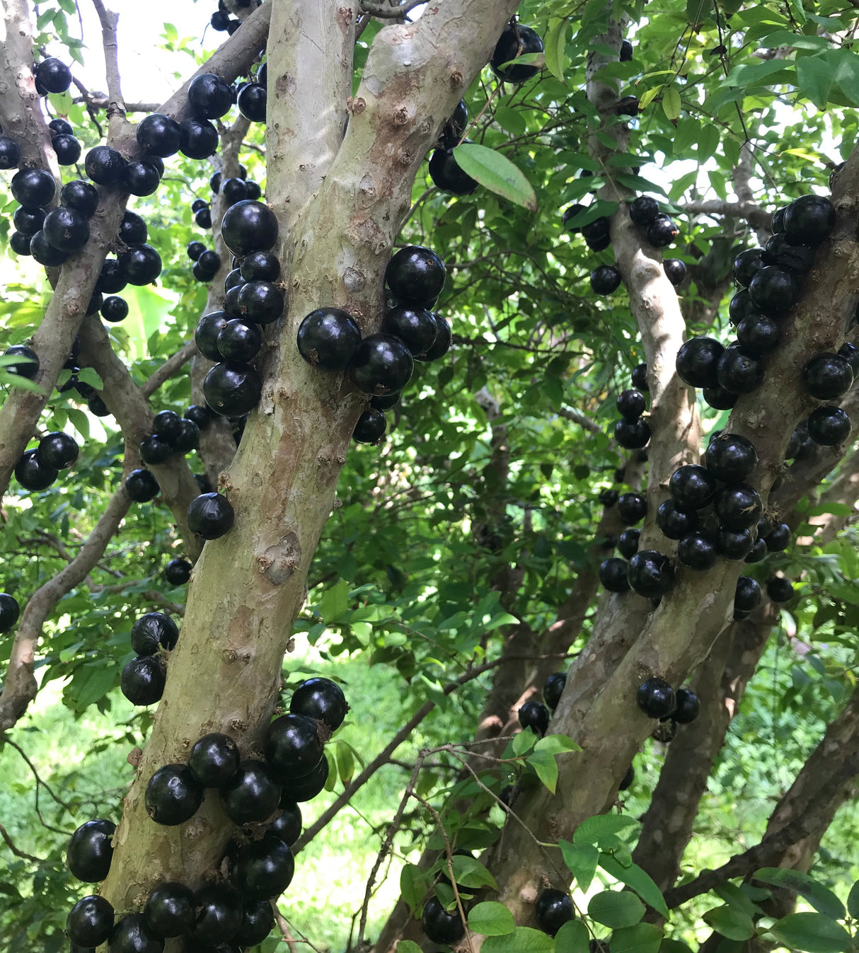 Jaboticaba Tree 'Sabara'