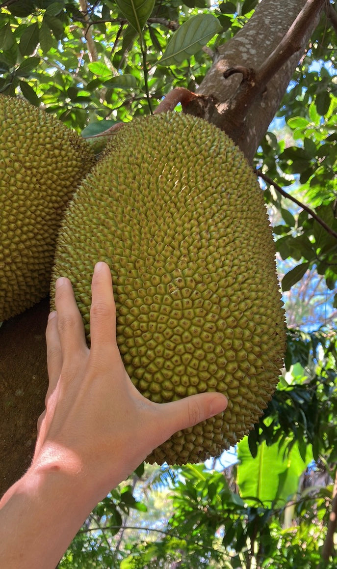 Jackfruit Tree 'Bangkok Lemon'