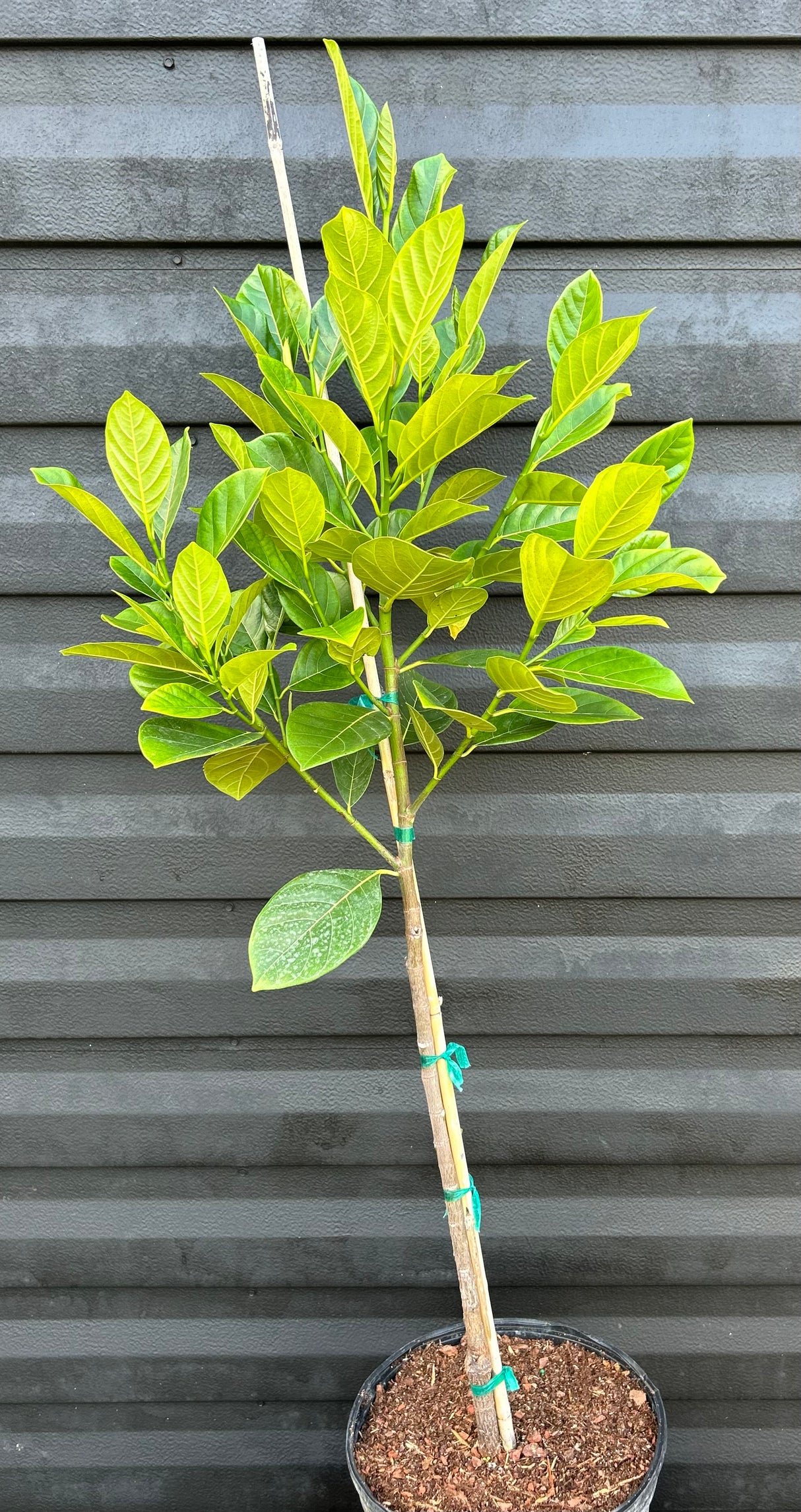 Jackfruit Tree 'Orange Crush'
