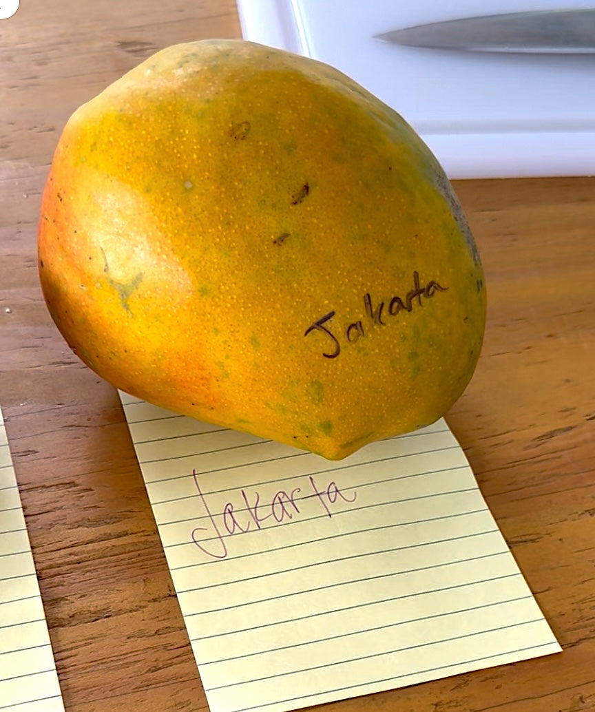 Mango Tree 'Jakarta'