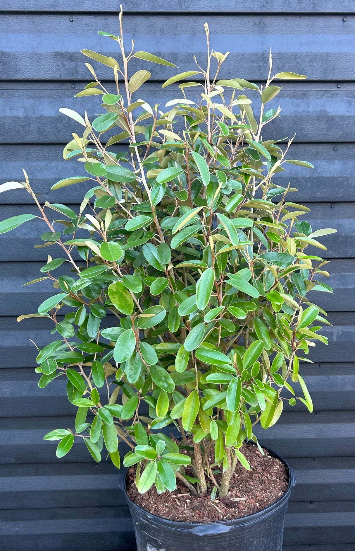 Jamaica Caper Tree