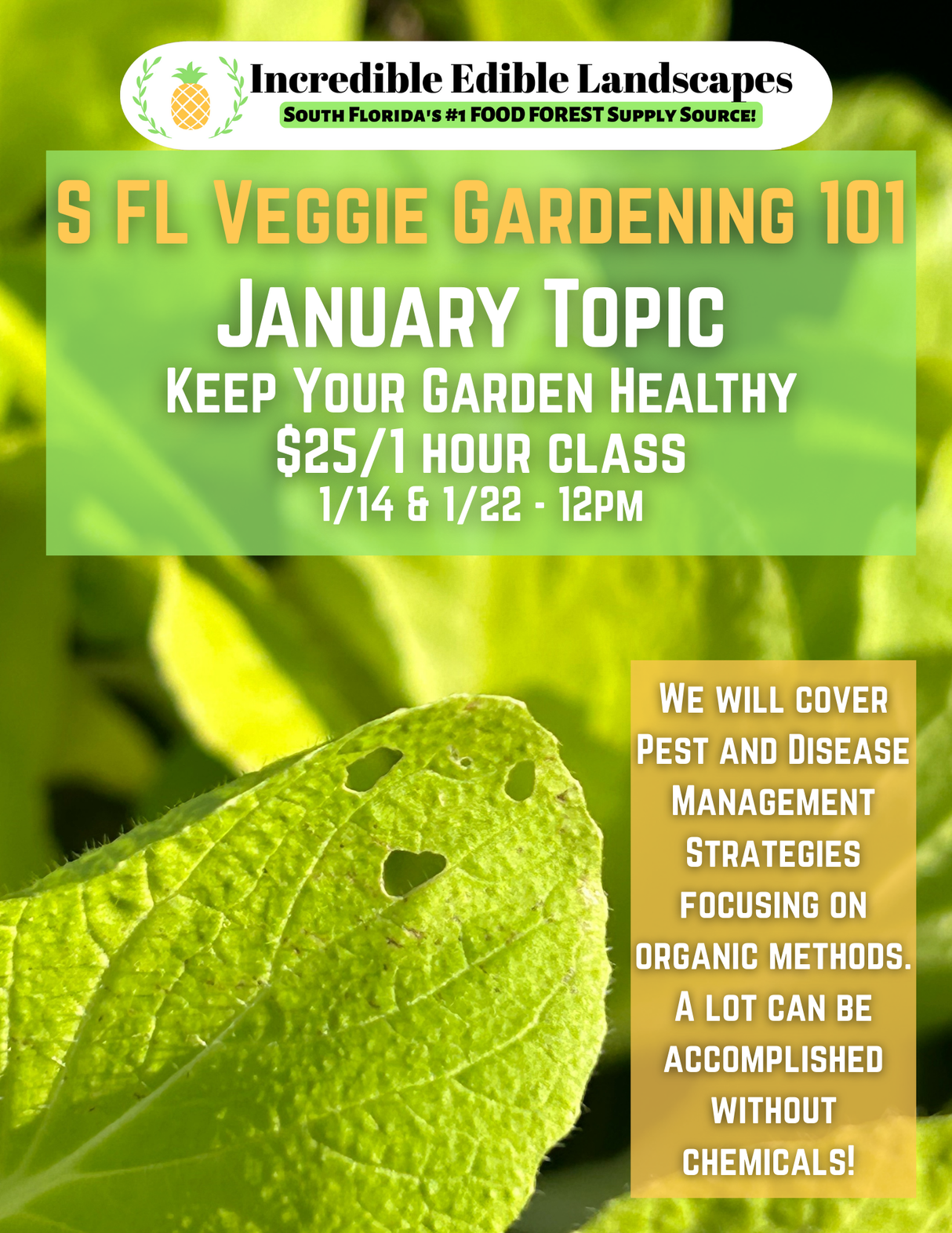 S. FL Veggie Gardening 101 Class - January