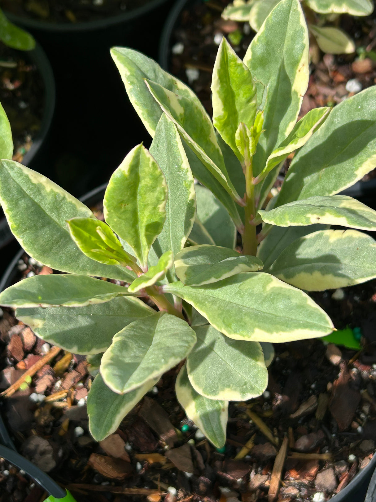 Jewels of Opar Plant