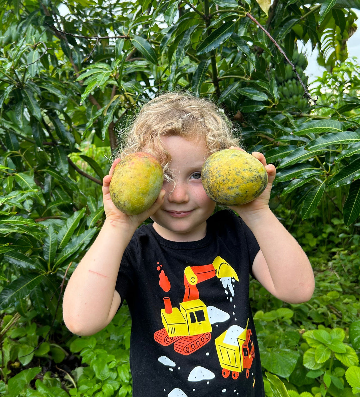 Mango Tree ‘Honey Kiss’