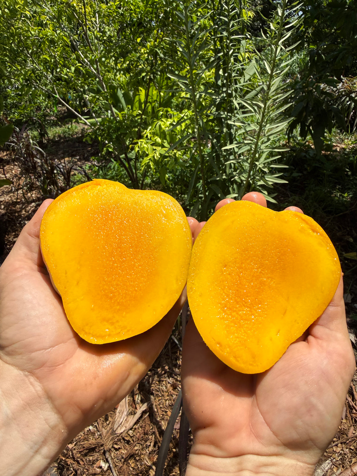 Mango Tree ‘Juicy Peach’