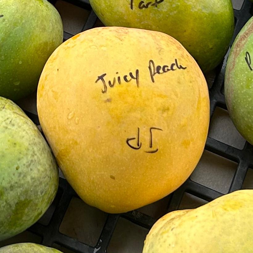 Mango Tree ‘Juicy Peach’