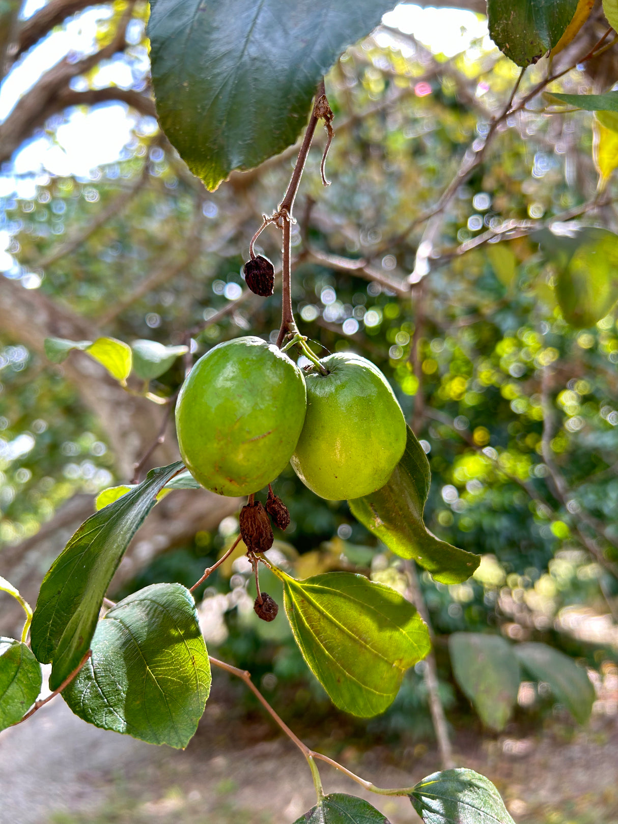 Jujube Tree - Thai Giant
