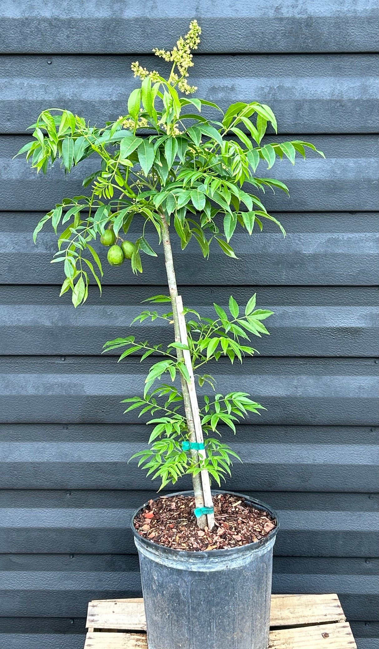 June Plum Tree (Dwarf)