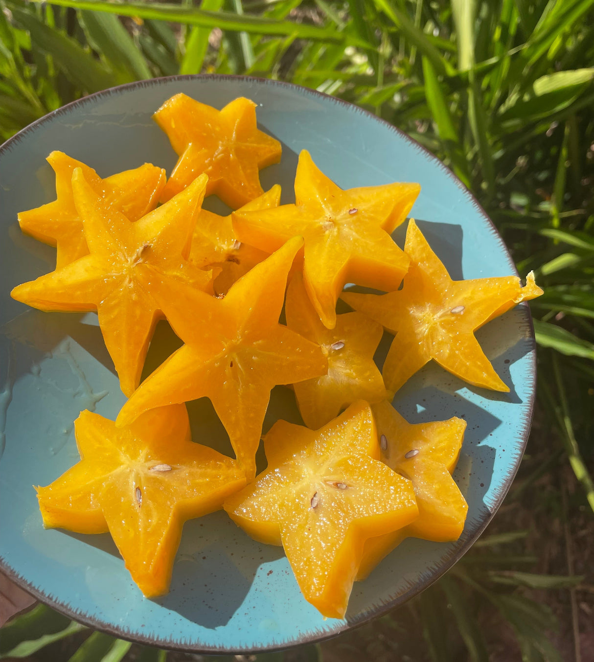 Carambola (Starfruit) Tree 'Kari'