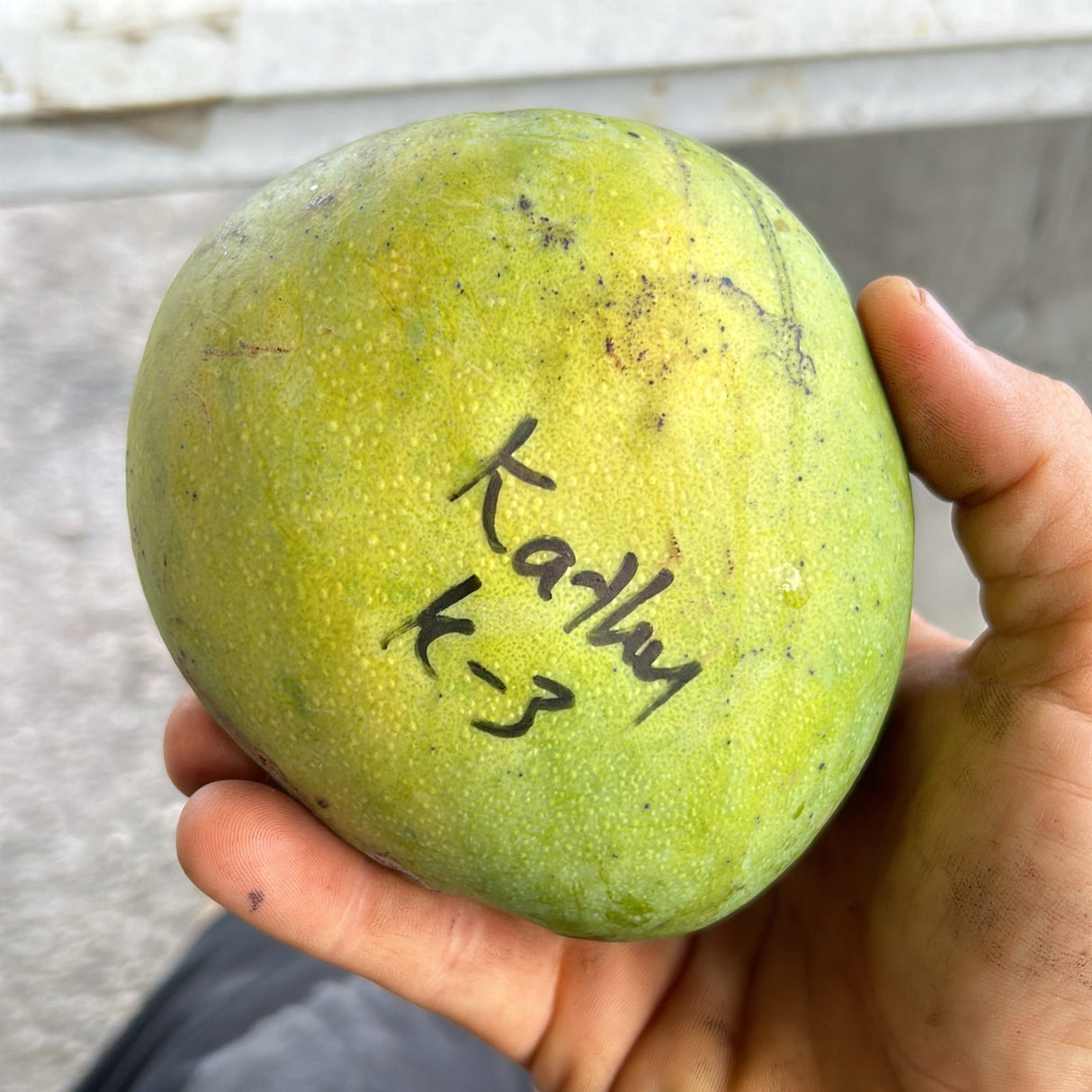 Mango Tree ‘Kathy’