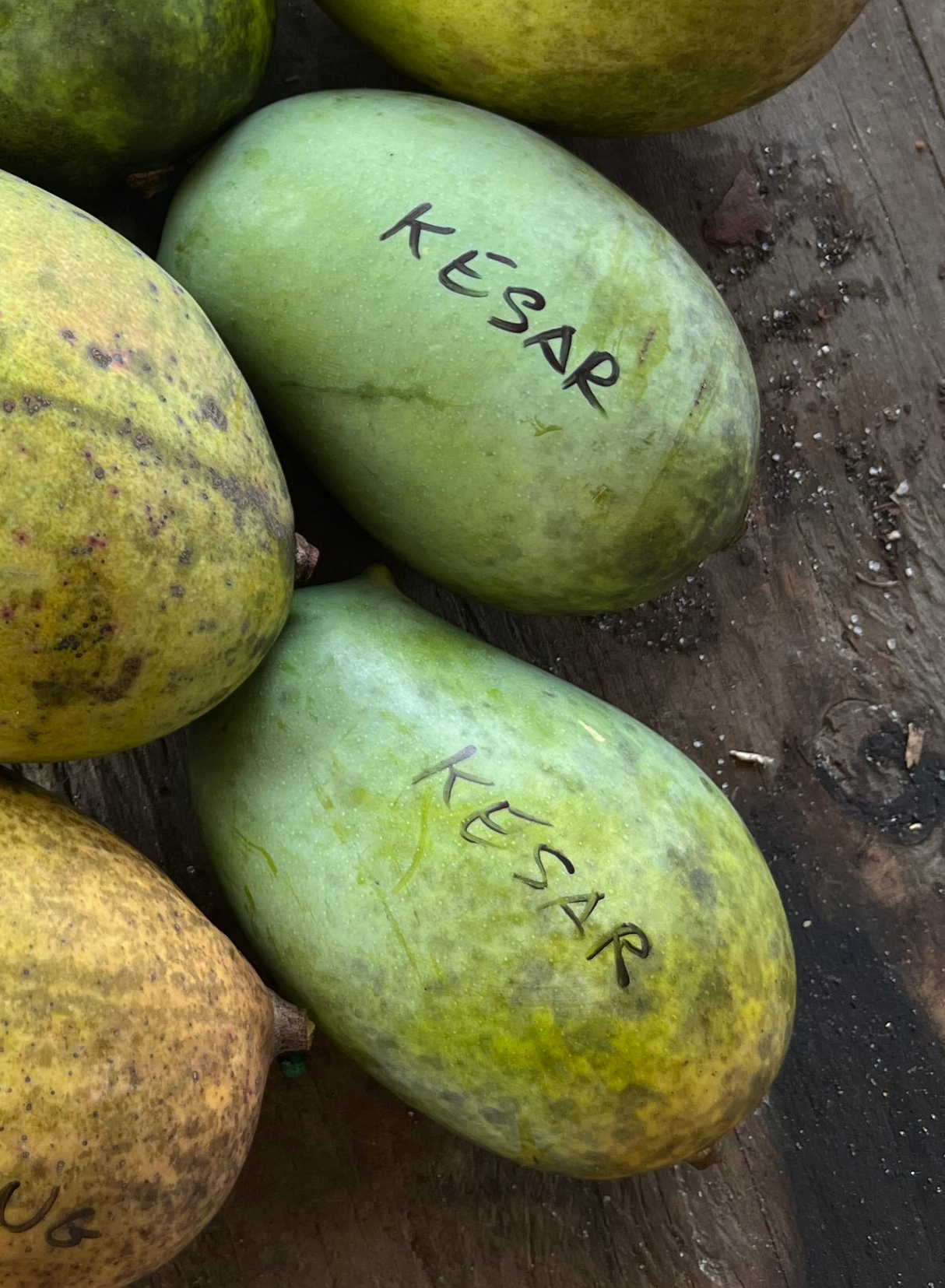 Mango Tree ‘Kesar’