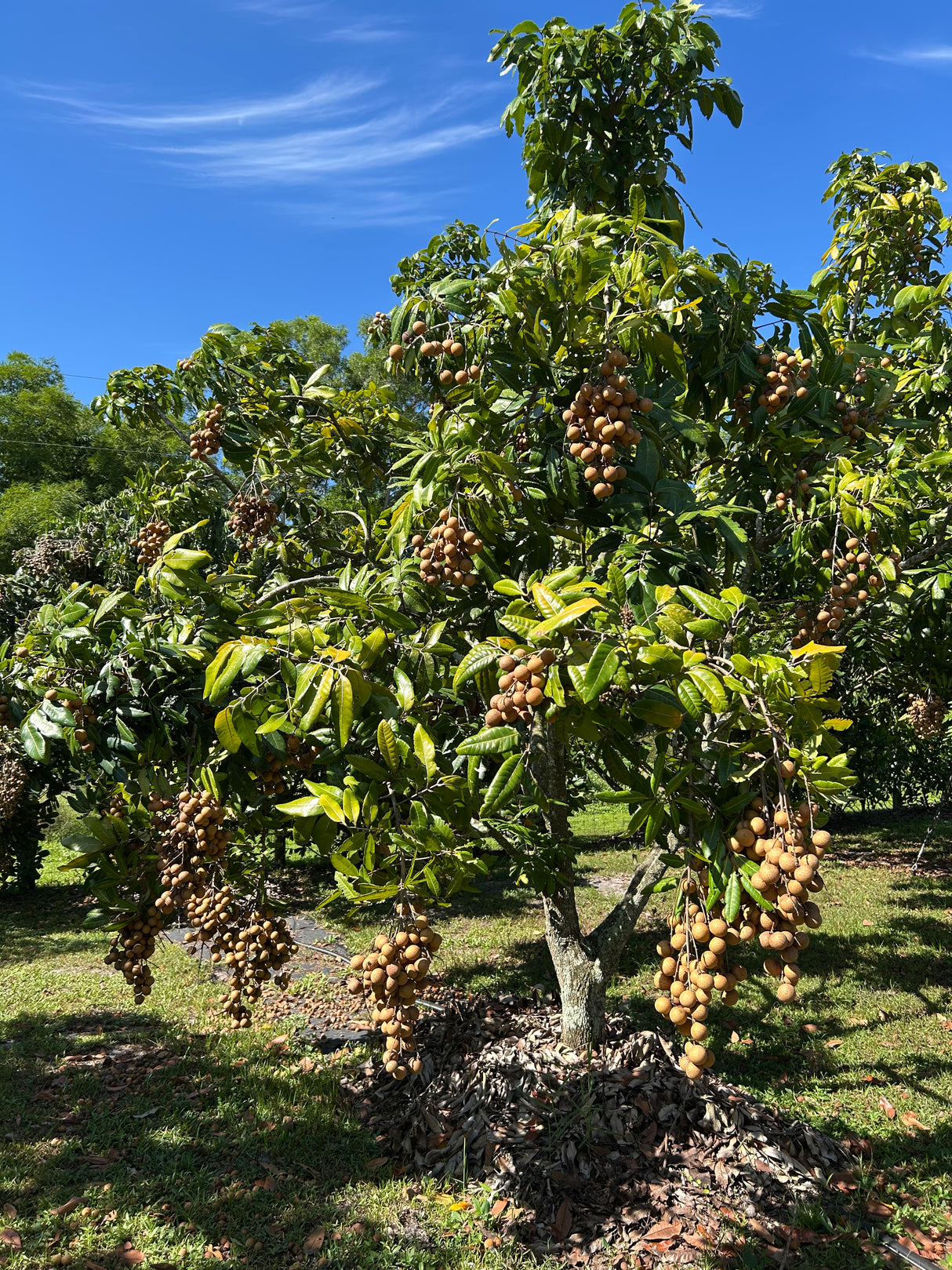 Longan Tree 'Sri Chompoo'