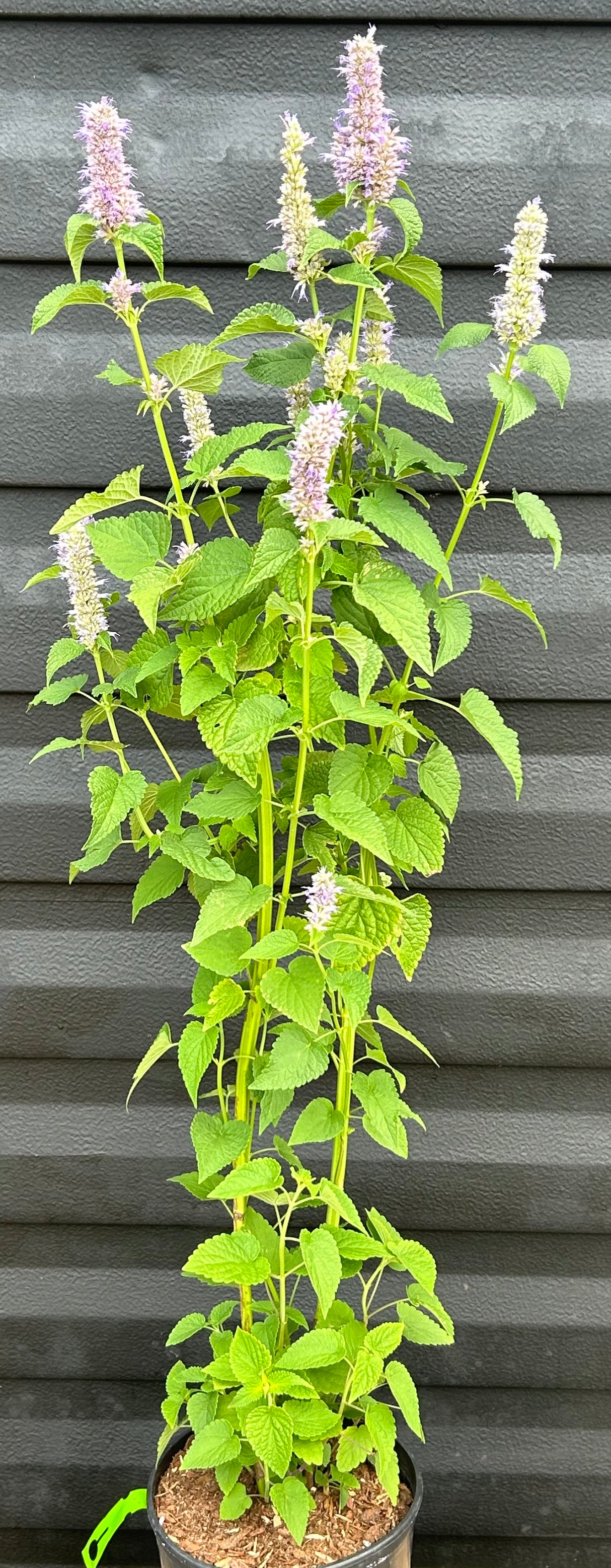 Korean Mint Plant