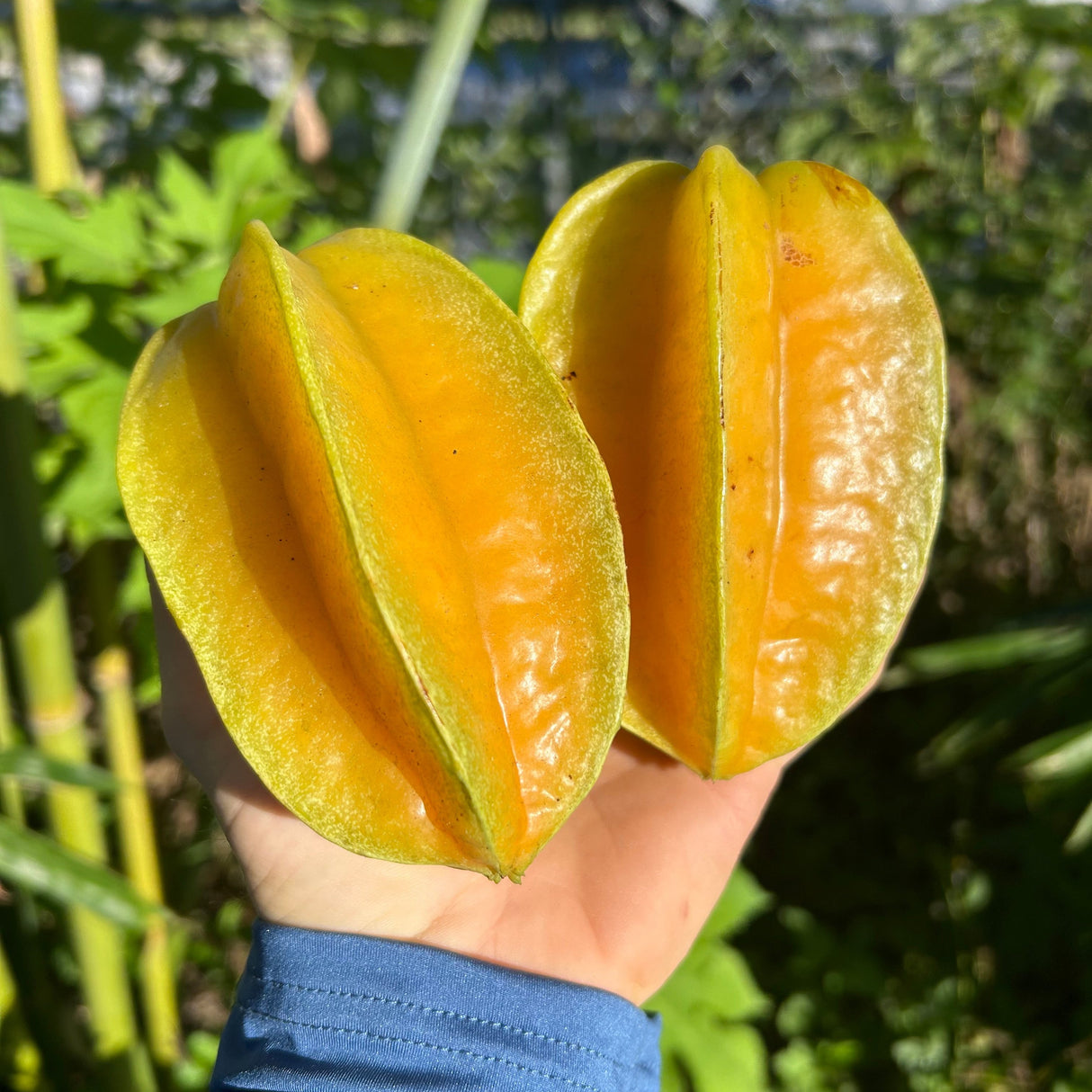 Carambola (Starfruit) Tree 'Lara'
