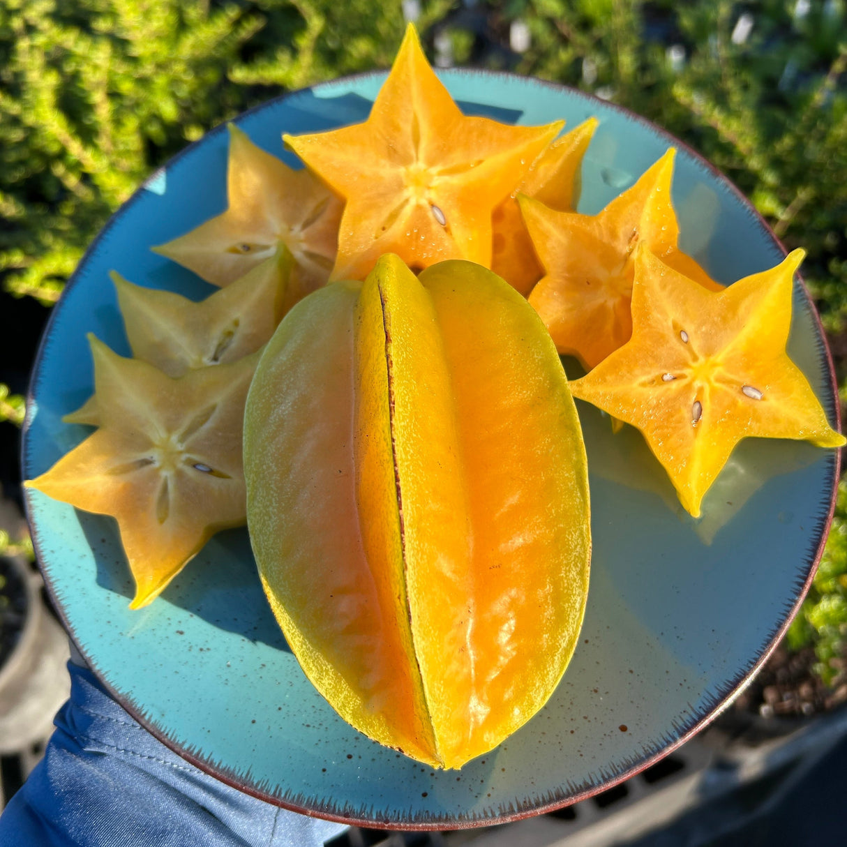 Carambola (Starfruit) Tree 'Lara'