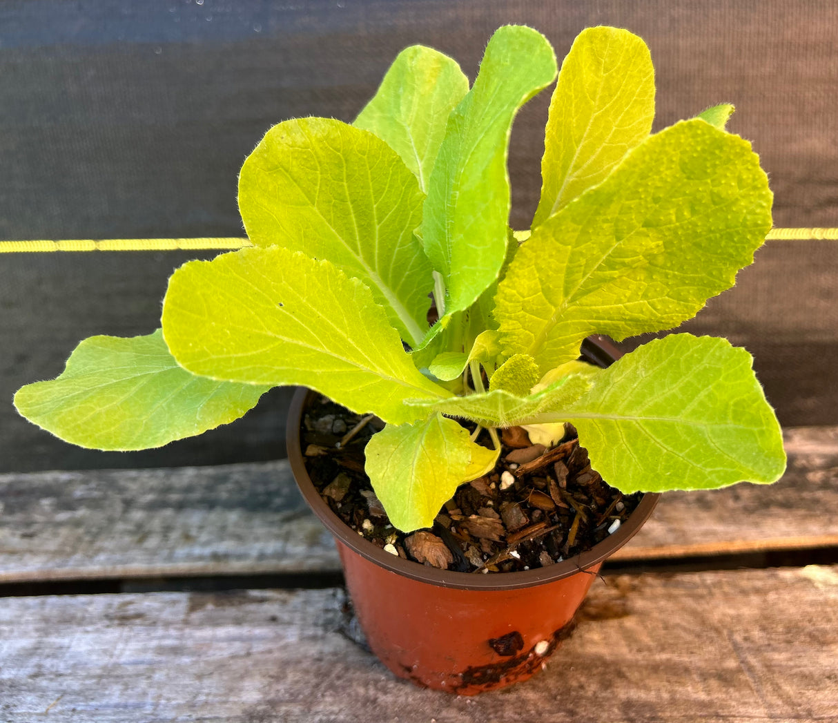 Leafy Greens - 4 inch pot