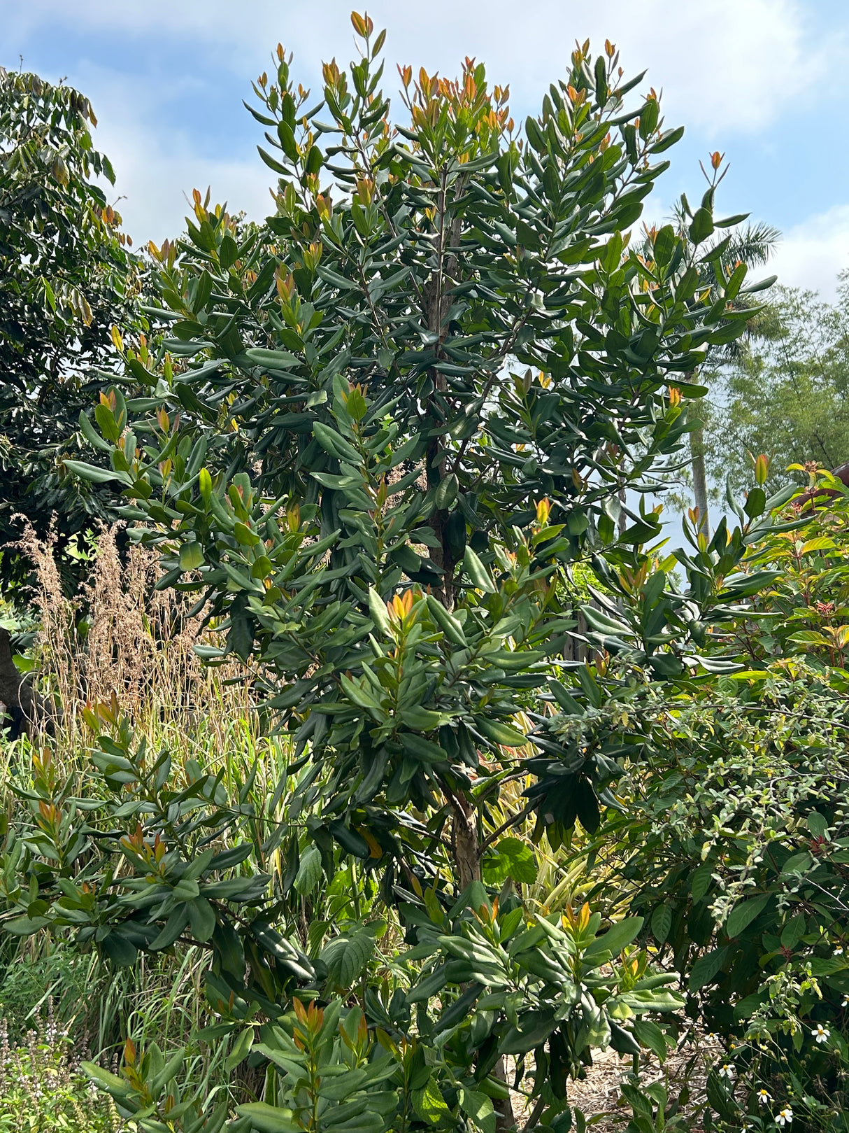 Lemon Bay Rum Tree