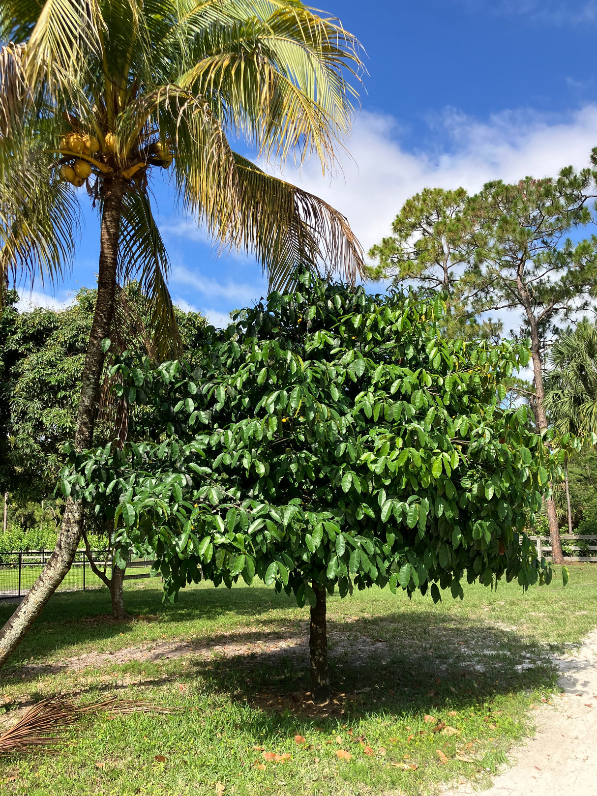 Lemondrop Mangosteen Tree