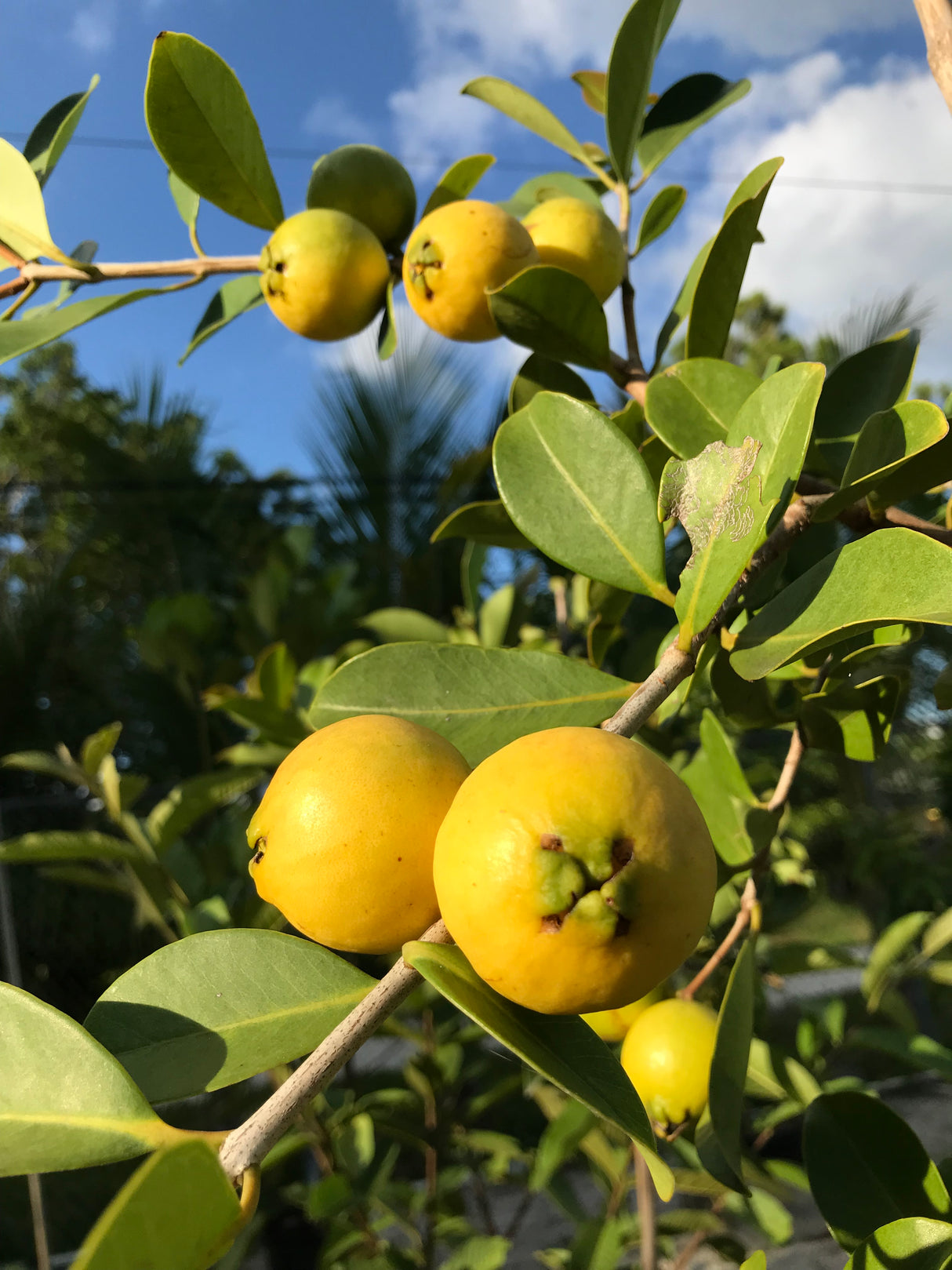 Cattley Guava Tree 'Lemon'