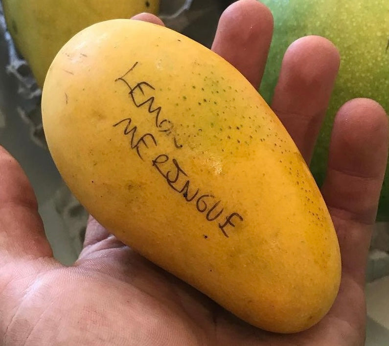 Mango Tree ‘Lemon Meringue’ or ‘Po Pyu Kalay’