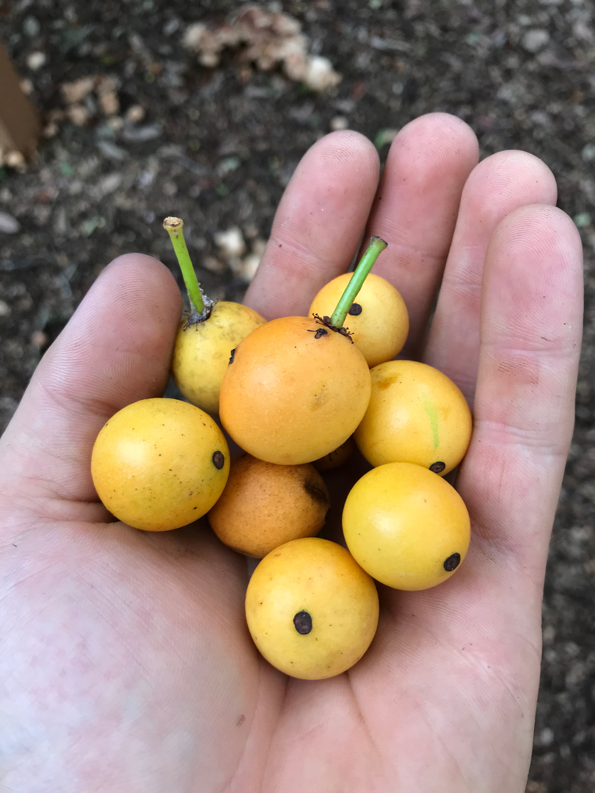 Lemondrop Mangosteen Tree