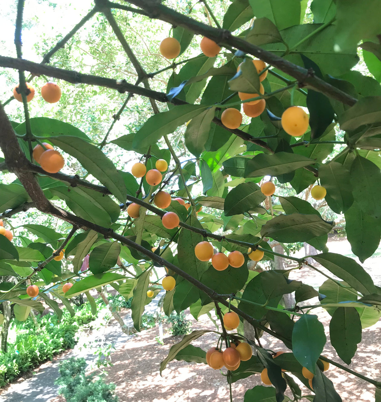 Lemondrop Mangosteen Tree