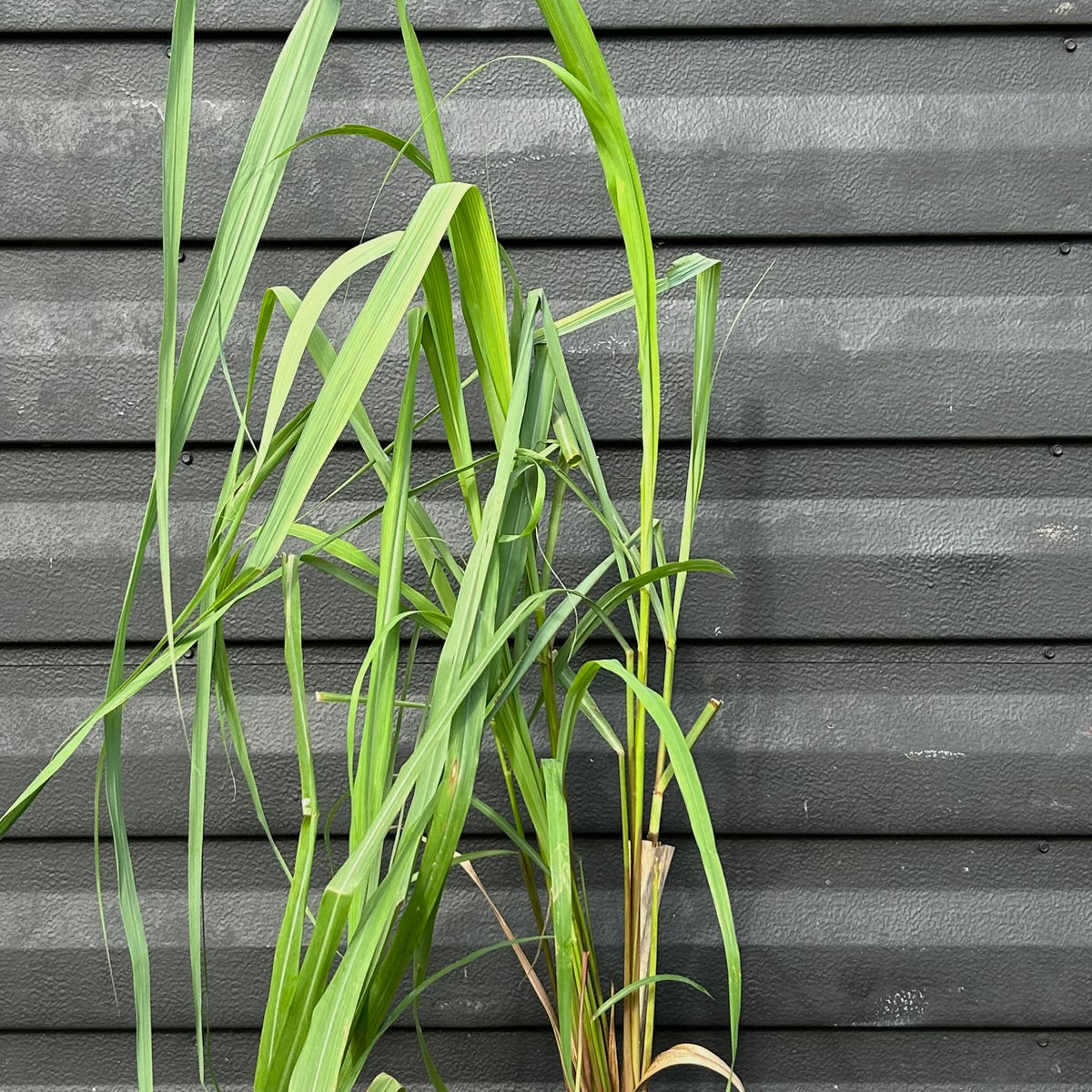 lemongrass plant indoor or outdoor Lemongrass Plant – Incredible Edible Landscapes