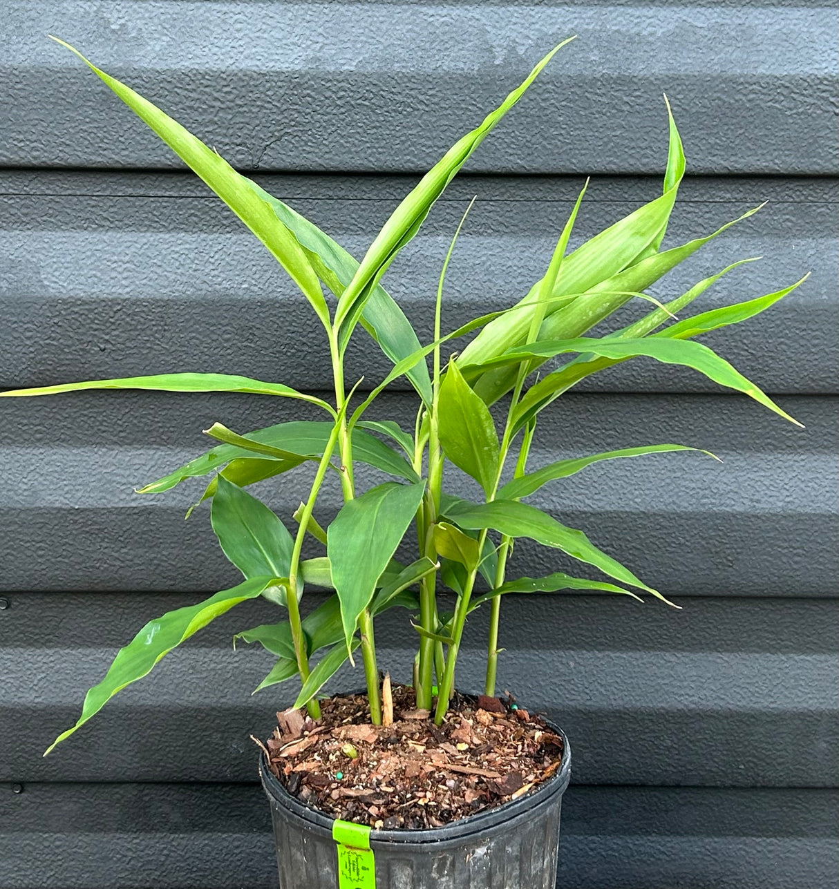 Galangal Plant ‘Lesser’