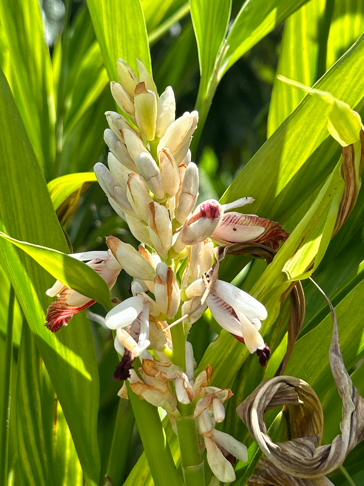 Galangal Plant ‘Lesser’
