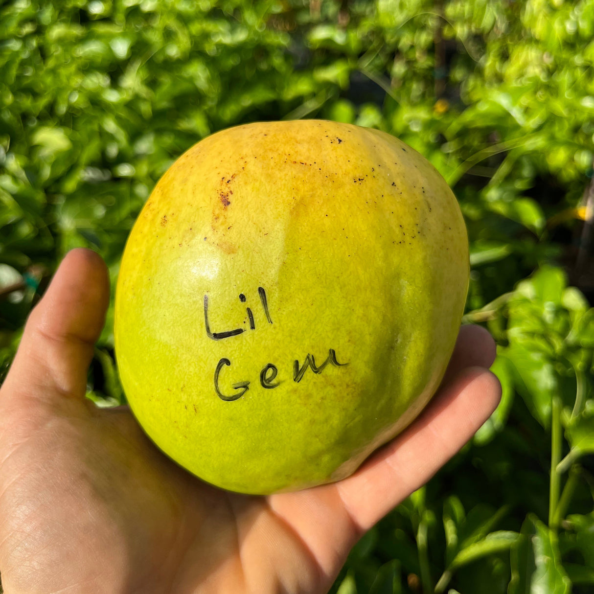 Mango Tree ‘Lil Gem’