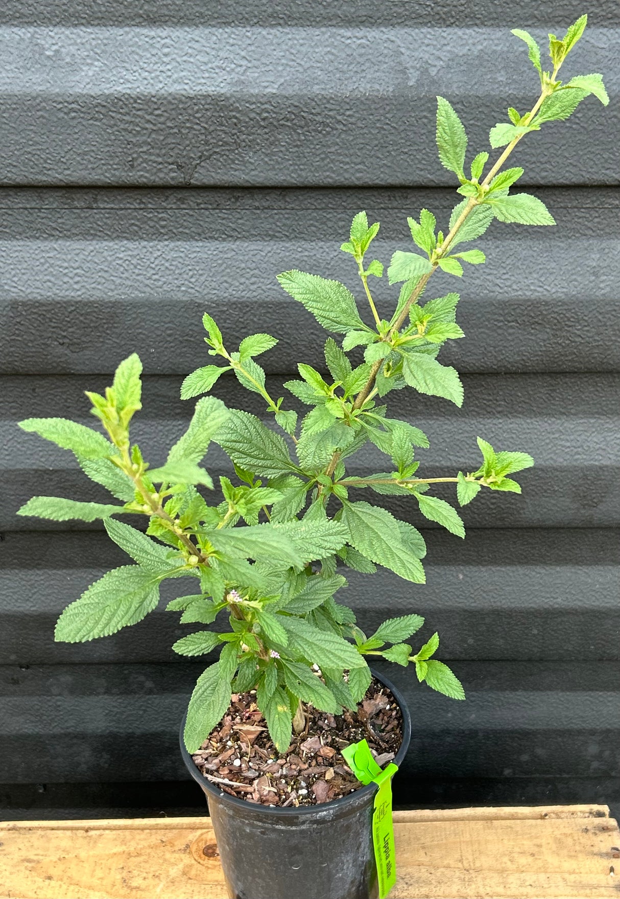 Lippia Alba Plant