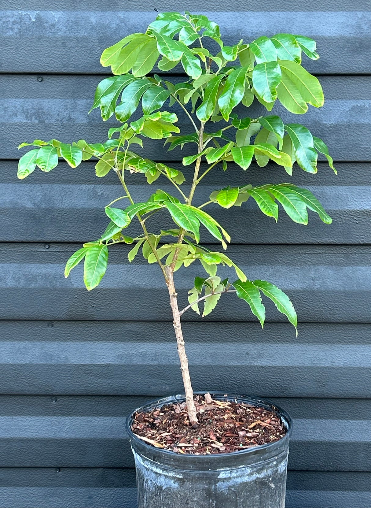 Longan Tree 'Sri Chompoo'