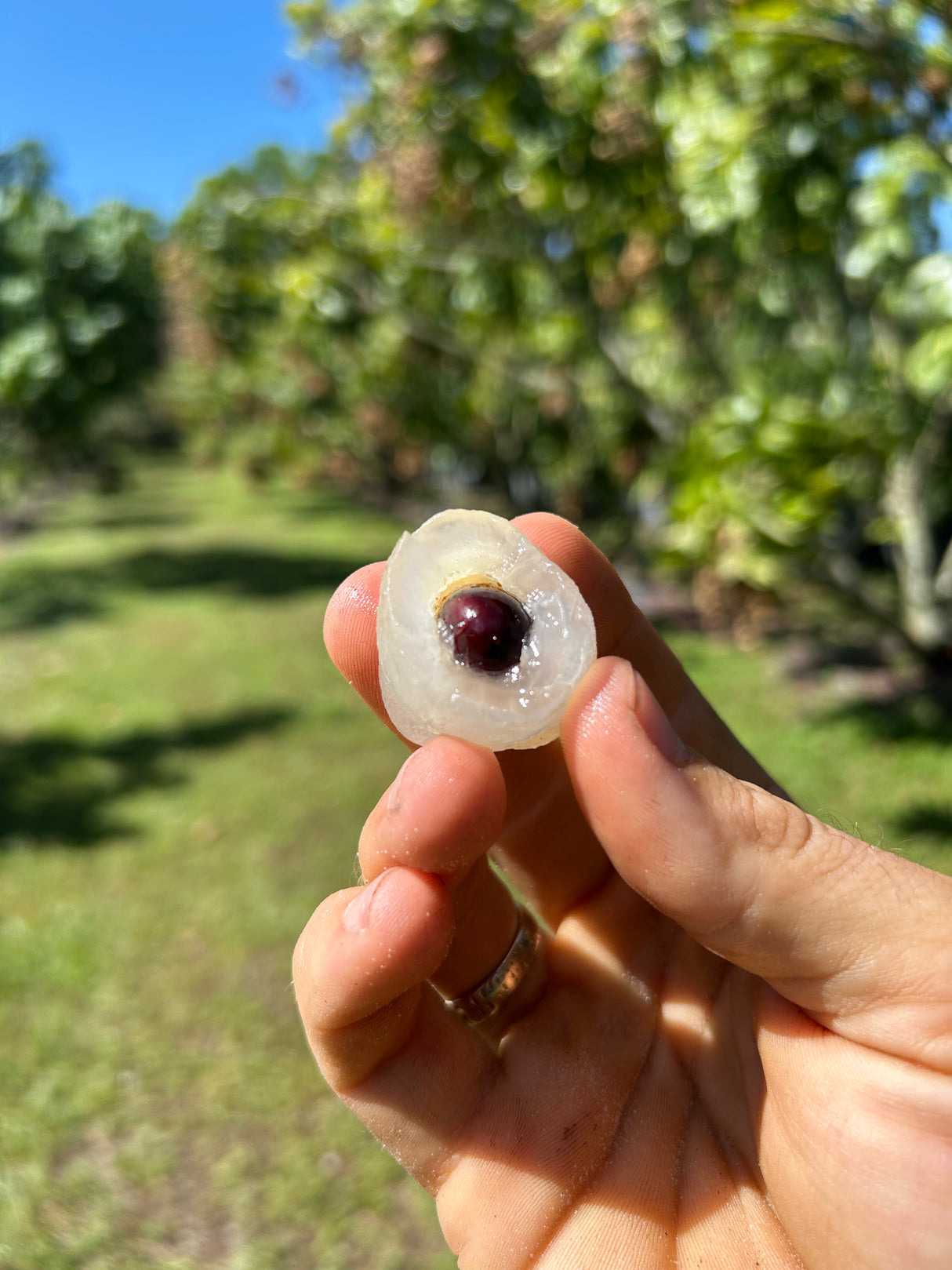 Longan Tree 'Sri Chompoo'