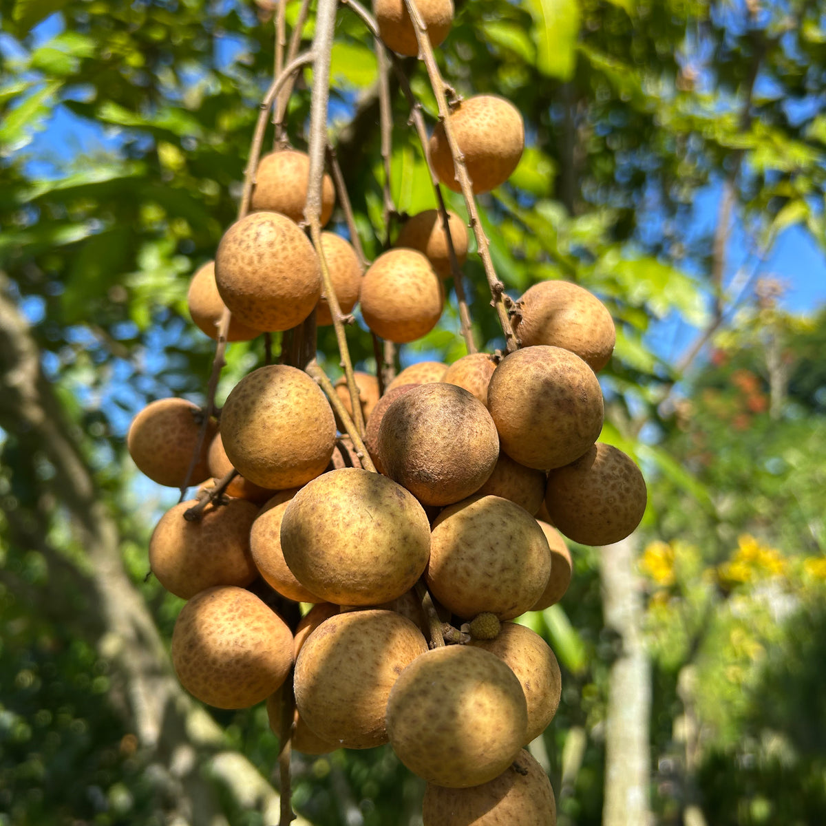 longan tree live plant in a 10 inch growers pot Longan Tree 'Kohala'