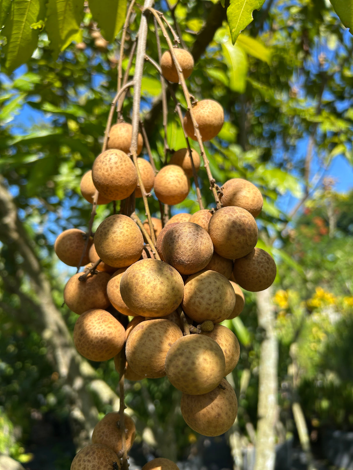 Longan Tree 'Sri Chompoo'