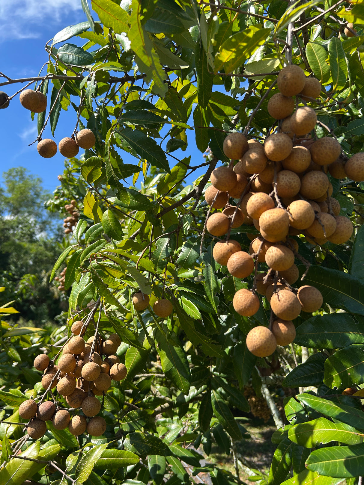 Longan Tree 'Sri Chompoo'