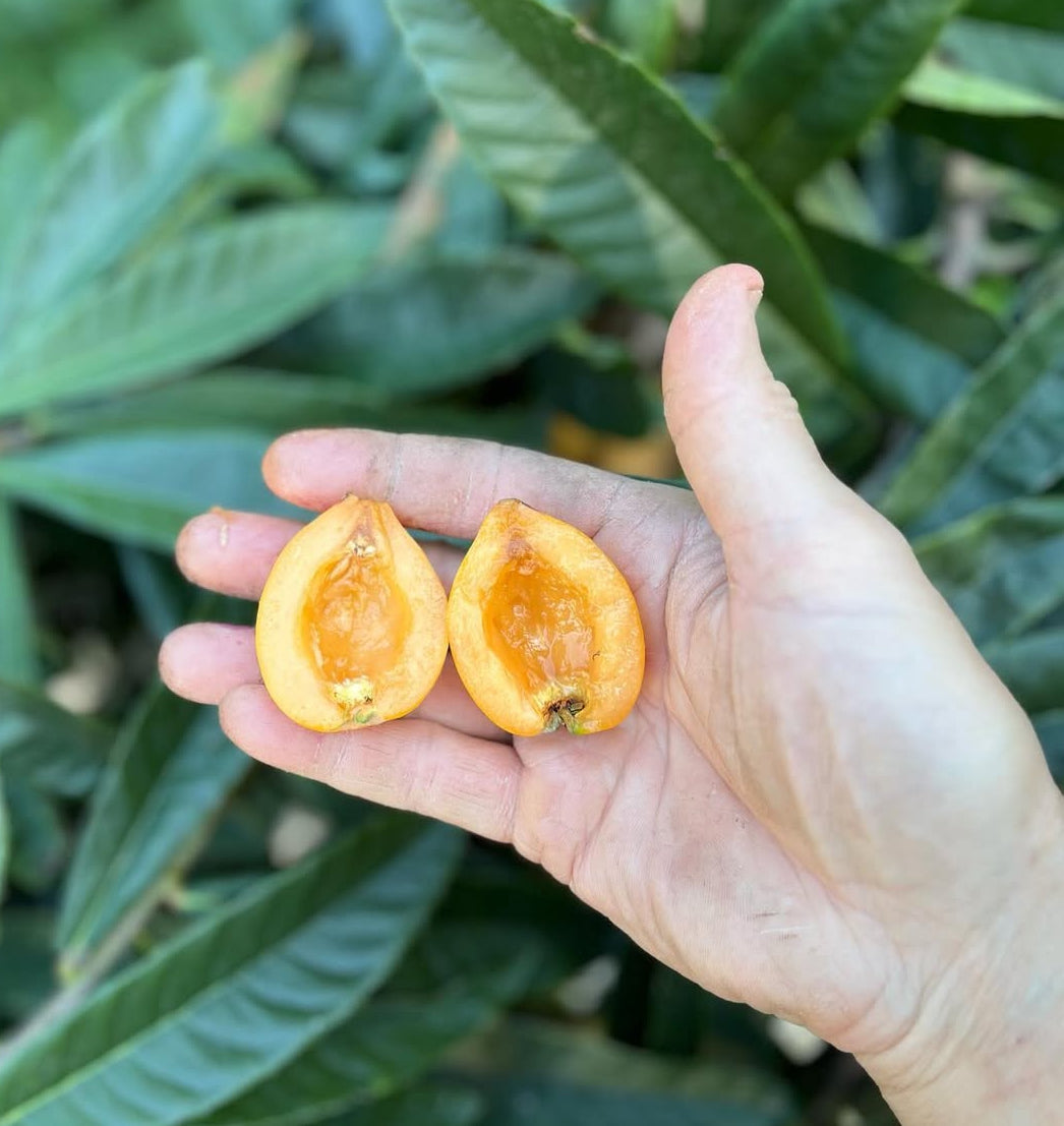 Loquat Tree 'Christmas'