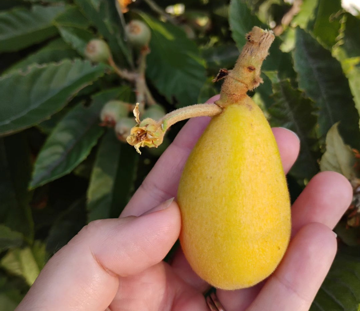 Loquat Tree 'Christmas'